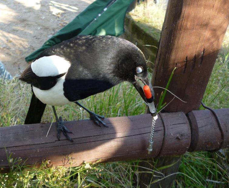 All4carp - 5224341818033619679771886822453n.jpg